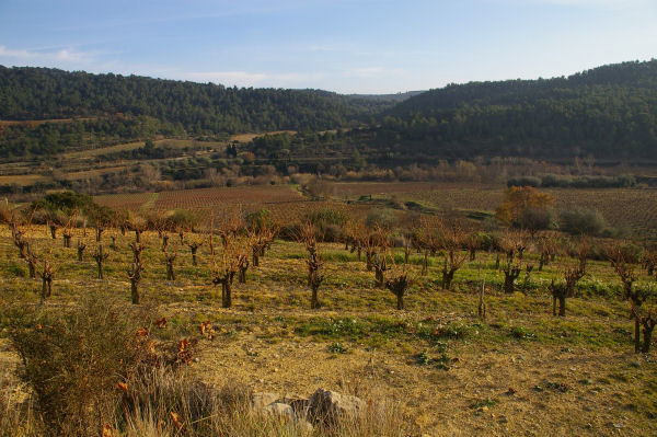 Les vignes de La Peyrouse dans la valle de l'Orbieu