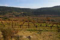 Les vignes de La Peyrouse dans la vallee de l'Orbieu