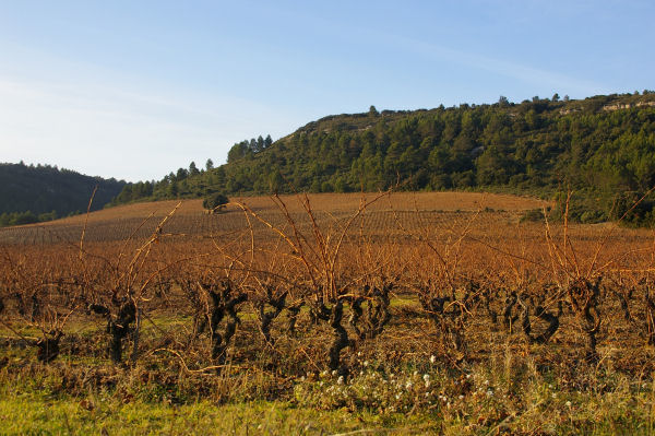 Les vignes vers la Mtairie Miraills