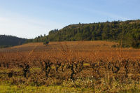 Les vignes vers la Metairie Mirailles