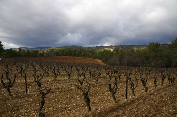 Les vignes vers Les Maillols