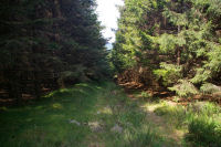 Le chemin au bois du Nouret