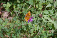 Un joli papillon au Bois du Nouret