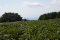 Des champs de fougeres. taillis et eoliennes vers Les Combes