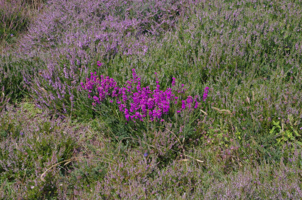 La bruyre en fleur prs du Roc du Nouret