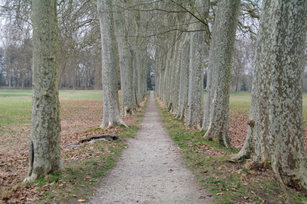 Alle de platanes dans le Bassin de Naurouze