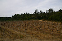 Les vignes du Chateau St Auriol