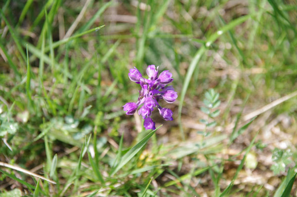 C_est le printemps