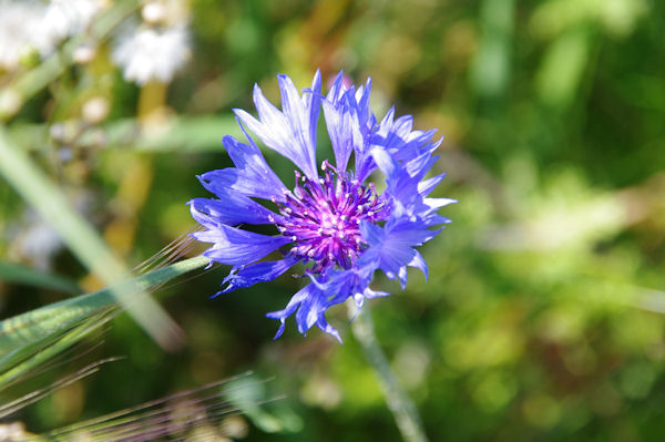 Un bluet vers Nerbouss