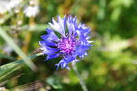 Un bluet vers Nerbouss