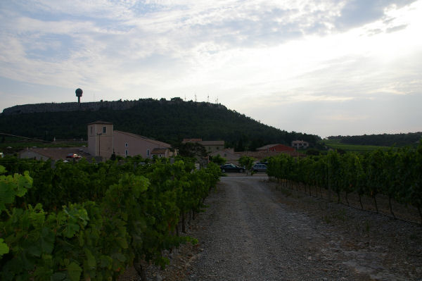 Les vignes de l'Hospitalet