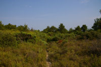 La garrigue de l'Hospitalet