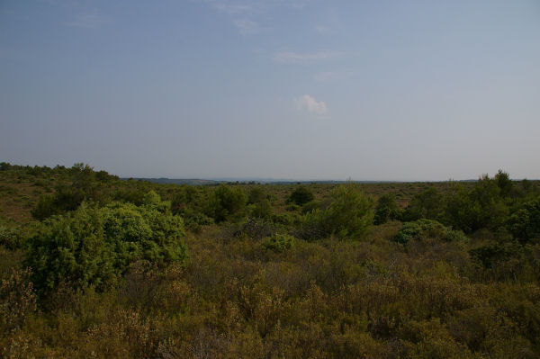 La garrigue de l'Hospitalet