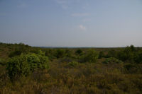 La garrigue de l'Hospitalet