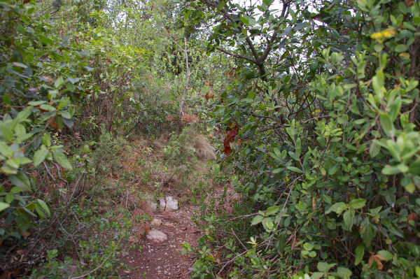 Le chemin luxuriant sur les pentes du Pech Redon