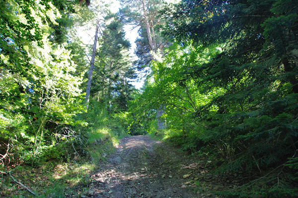 Le chemin dans le Bois de Cuzac