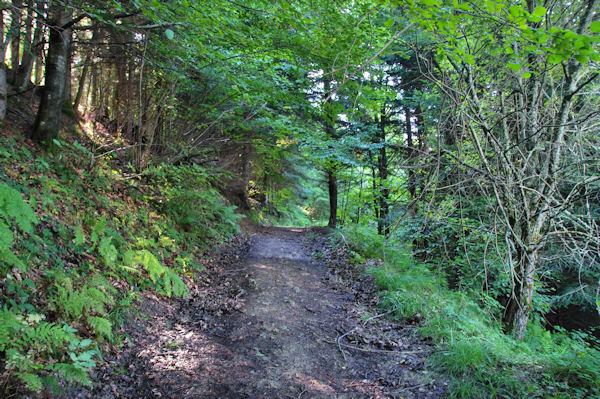 Le chemin dans le Bois de Cuzac