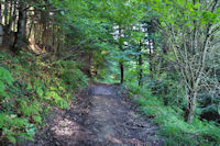 Le chemin dans le Bois de Cuzac