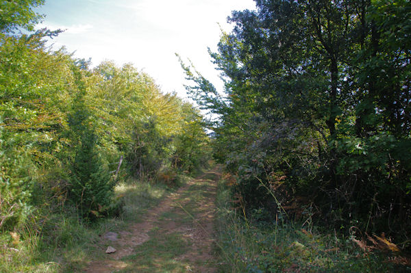 Le chemin au dessus du Baccatel