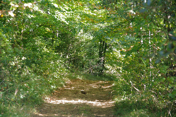 Le chemin peu avant le Pas de la Bessgne