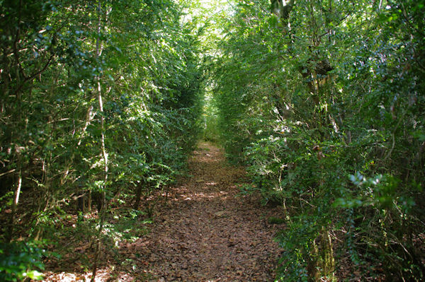 Le sentier peu aprs le Pas de la Bessgne