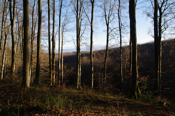 La fort sous les Cabanelles