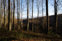 La foret sous les Cabanelles