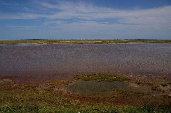 Les algues roses colorent le salin