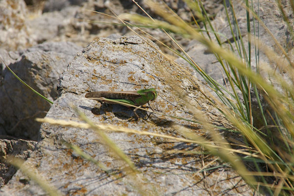 Une habitante du lieu