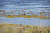 Une Echasse Blanche dans les salins de Gruissan