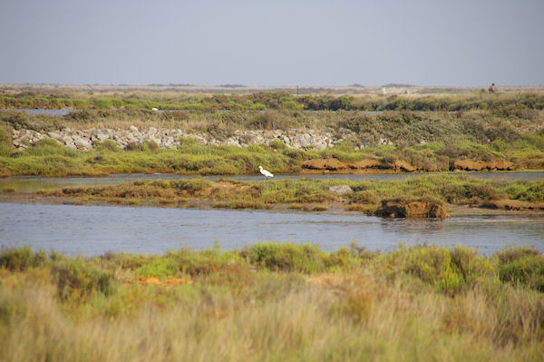 Une Aigrette aux salins de Gruissan