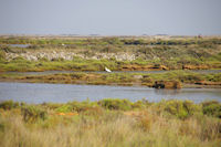 Une Aigrette aux salins de Gruissan