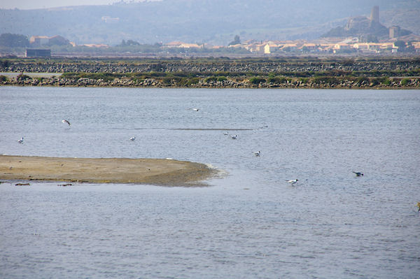 Les salins de Gruissan, au fond, la Tour Barberousse