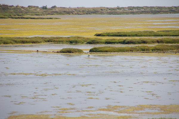Une Avocelle au milieu des algues