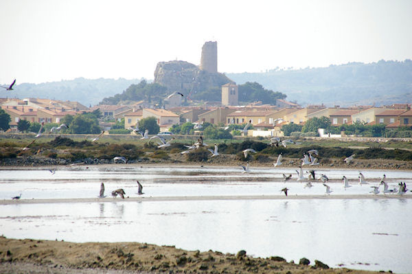 Un vol de Golans, au fond, Gruissan et la tour Barberousse