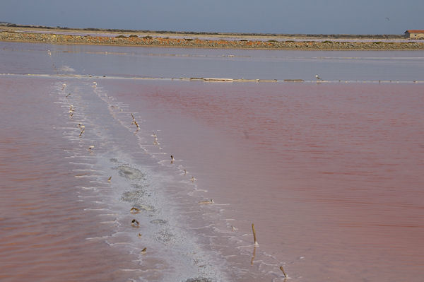 Jeu de couleurs dans les salins de Gruissan