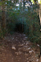 Un tunel de vegetation