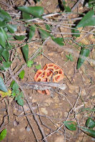 Un curieux champignon