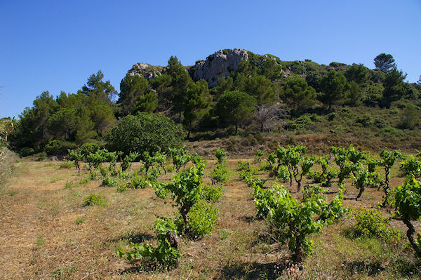 Quelques vignes  St Pierre