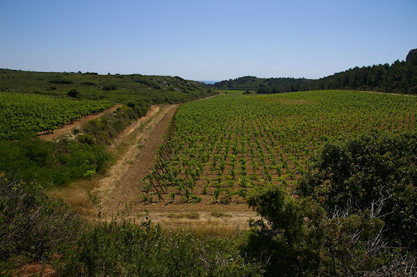 Les vignes de La Combe