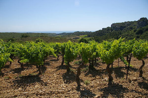 Les vignes de la garrigue de Fontenille