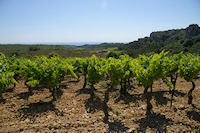 Les vignes de la garrigue de Fontenille