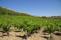 Les vignes de la garrigue de Fontenille