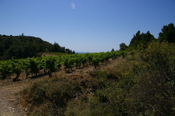 Les vignes  La Pierre