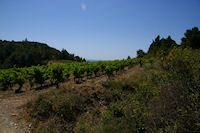 Les vignes  La Pierre