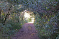 Le chemin arbore vers La Jasse