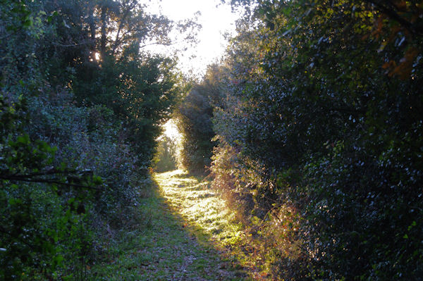 Le chemin de l_Ausine  La Jasse