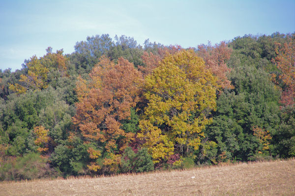 Couleurs d_automne prs de Villelongue