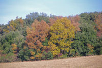 Couleurs d'automne pres de Villelongue