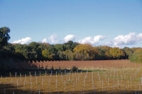 Des vignes aux Sesquires